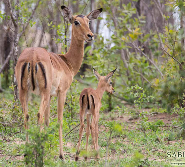 03Franscois Rosslee Impala Final 03Franscois Rosslee Impala Final