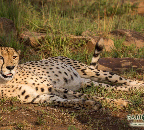 12Franscois Rosslee Cheetah 02022018 1 Final 12Franscois Rosslee Cheetah 02022018 1 Final