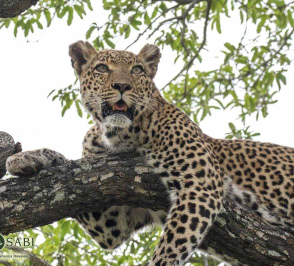 36Franscois Rosslee LBC 22022018 1 Final