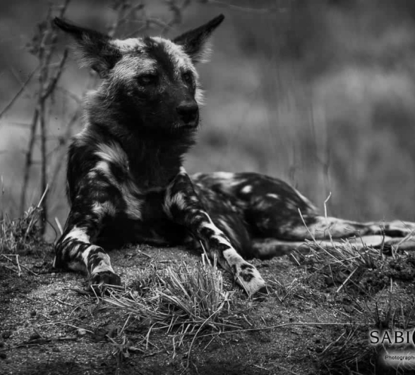 13Kevan Dobbie Wild Dog 220818 Final 13Kevan Dobbie Wild Dog 220818 Final