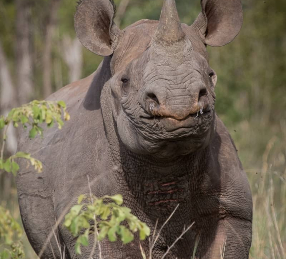 06Kevan Dobbie Black Rhino 130218 2 Final