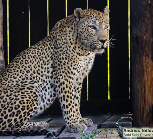 09andries Ndlovu Leopard Maxabeni 261119 2 Final 09andries Ndlovu Leopard Maxabeni 261119 2 Final