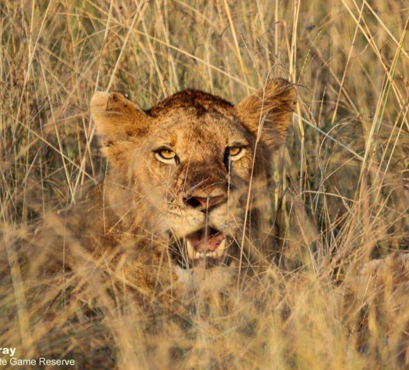 39Louise Murray Manghnei 26032020 1 Final 39Louise Murray Manghnei 26032020 1 Final