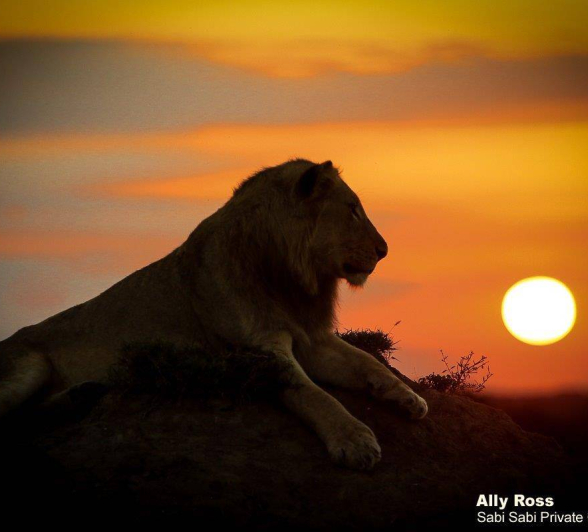 22Ally Ross 20200507 No Id Lions 10 22Ally Ross 20200507 No Id Lions 10