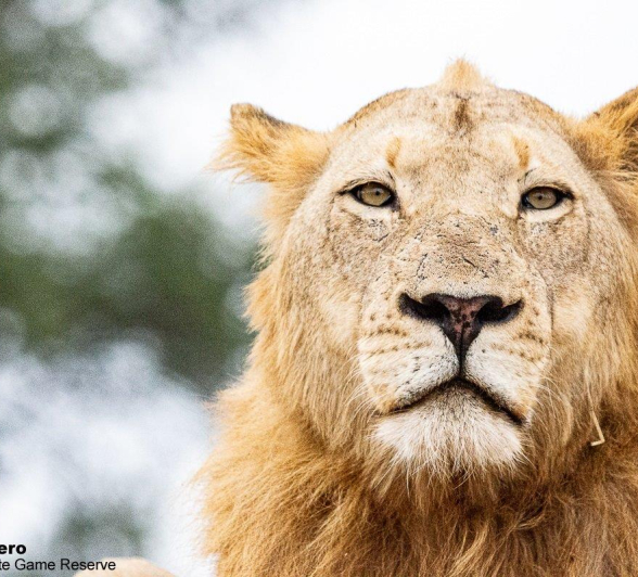 21ronald Mutero NK Male Lion 22042021 8 Final 21ronald Mutero NK Male Lion 22042021 8 Final