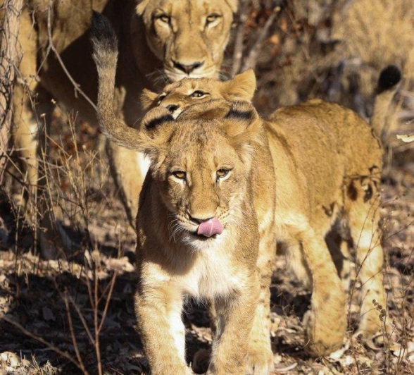 14Marco Vietti SP And Cubs 220721 Final 14Marco Vietti SP And Cubs 220721 Final