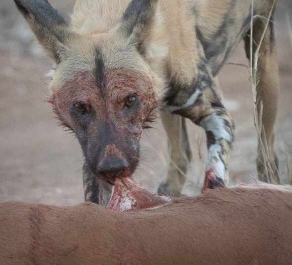 A09Tyron Van Der Walt Wild Dog 260921 Portrait 2 Final A09Tyron Van Der Walt Wild Dog 260921 Portrait 2 Final