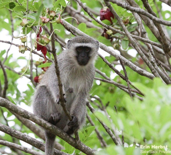 B01Erin Herbst Vervet Monkey 1 031121 Final B01Erin Herbst Vervet Monkey 1 031121 Final