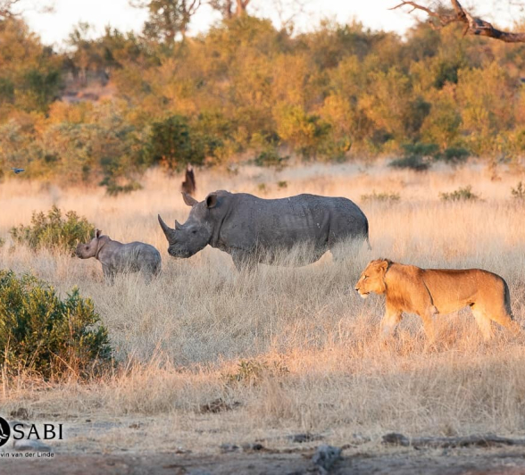 09Kevin Van Der Linde Talamati Lions And Rhino 15062019 Sigma 70 200 F2.8 7 Final 09Kevin Van Der Linde Talamati Lions And Rhino 15062019 Sigma 70 200 F2.8 7 Final