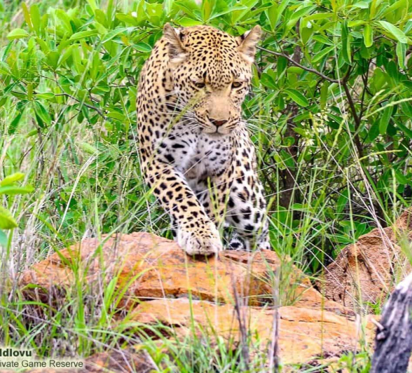 20andries Ndlovu Leopard Kigilia 28.12.19 3 Final 20andries Ndlovu Leopard Kigilia 28.12.19 3 Final