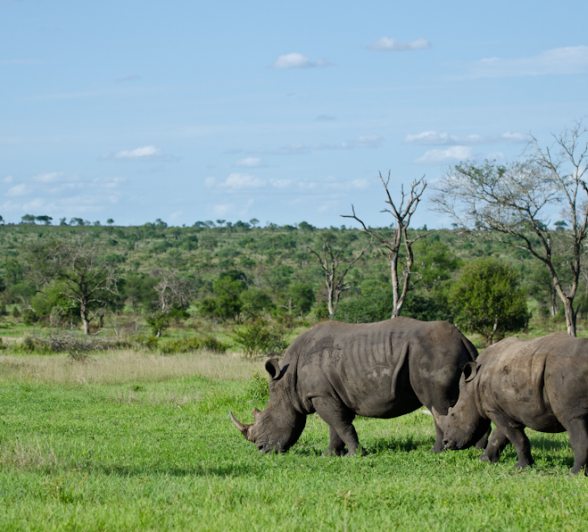 Rhino Rhino