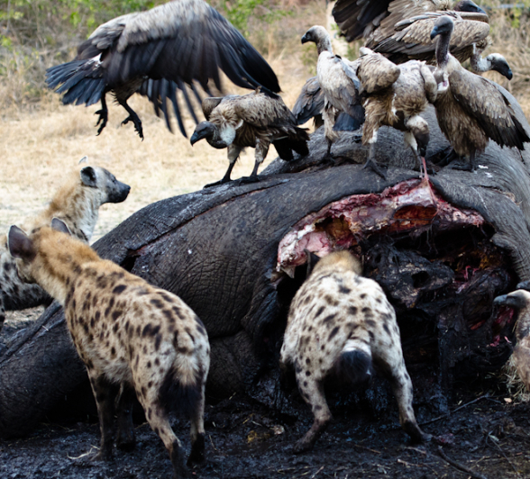Elephant Carcass 8 Elephant Carcass 8