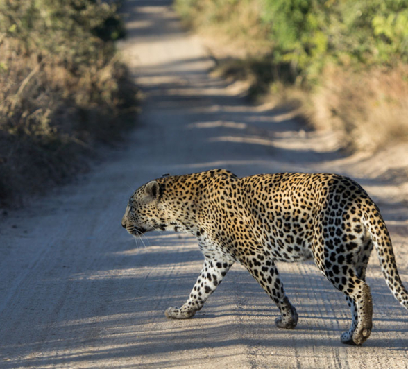 Mahlathini 2 Mahlathini 2
