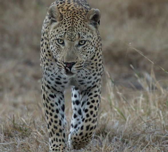 Maxabeni Maxabeni
