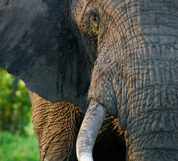 Mike Palmer Elephant Bull Mike Palmer Elephant Bull