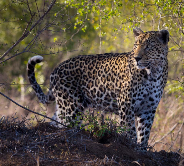 08Kosie Lategan Leopard01