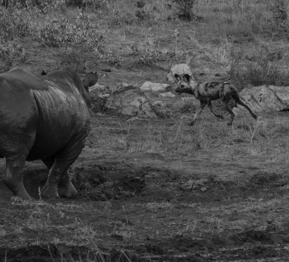 22Mike L Dog Vs Rhino 3 22Mike L Dog Vs Rhino 3