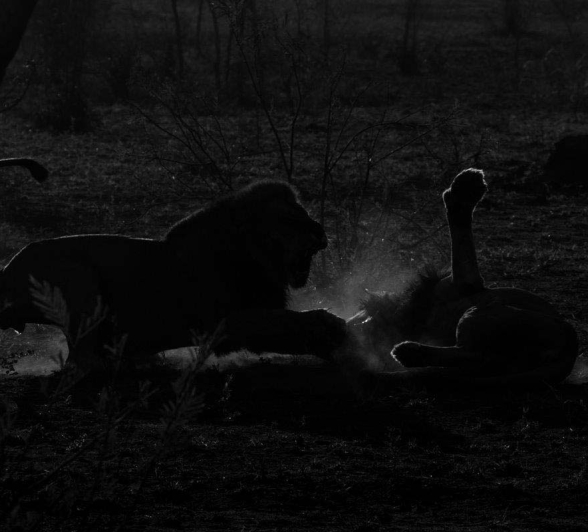 11Mike L Lion Fight 5 11Mike L Lion Fight 5