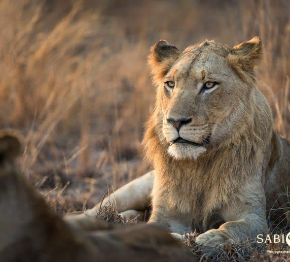 12 Francois Malan 16082018 Young Male Final