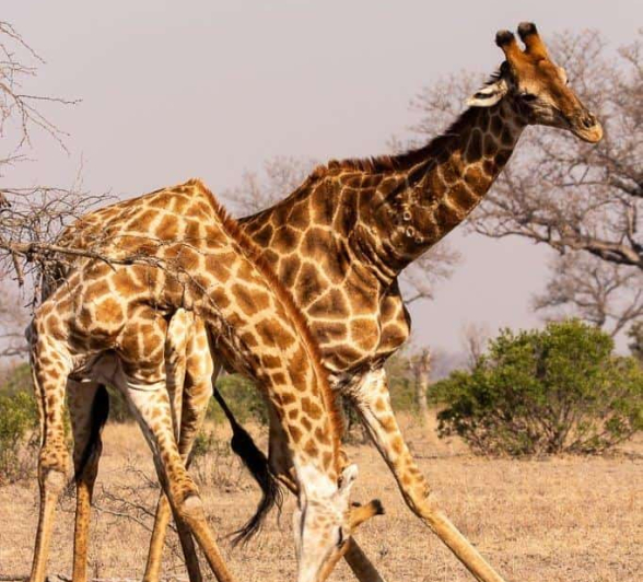 19Frederik Aucamp Giraffe Fighting 2 Final 19Frederik Aucamp Giraffe Fighting 2 Final