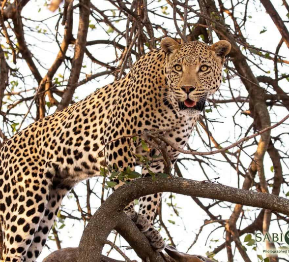 12Frederik Aucamp White Dam Male Leopard 24 09 2018 3 Final 12Frederik Aucamp White Dam Male Leopard 24 09 2018 3 Final