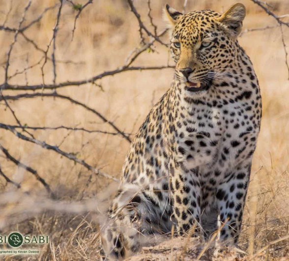 11Kevan Dobbie Tengile 301018 Final 11Kevan Dobbie Tengile 301018 Final