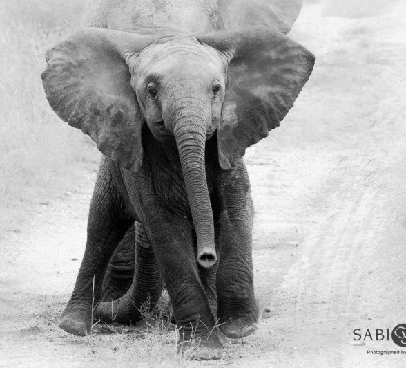 06Kevan Dobbie Elephant Calf 170219 Final 06Kevan Dobbie Elephant Calf 170219 Final