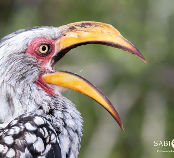 28Kevin Van Der Linde Southern Yellow Billed Hornbill 15042019 Final 28Kevin Van Der Linde Southern Yellow Billed Hornbill 15042019 Final