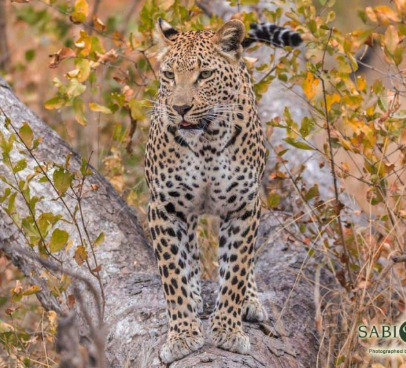 13Frederik Aucamp Ntsumi Female Leopard 21 06 2019 1 Edit Final 13Frederik Aucamp Ntsumi Female Leopard 21 06 2019 1 Edit Final