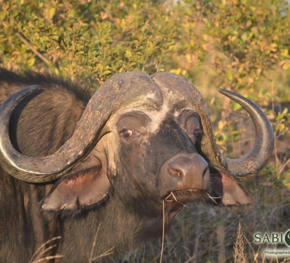 40Ronald Mutero Buffalo 16072019 Final 40Ronald Mutero Buffalo 16072019 Final