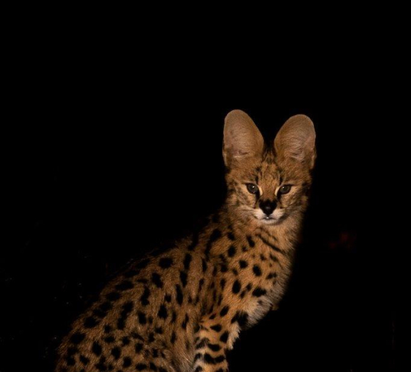 18Kevin Van Der Linde Serval 01092019 Final