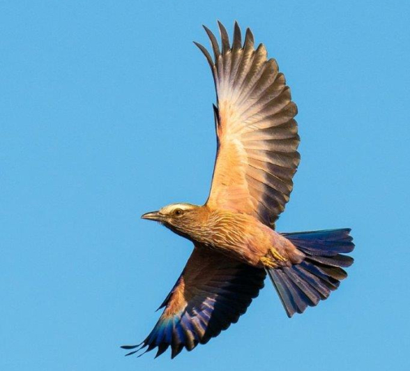 12Marlon Du Toit Purple Roller Final 12Marlon Du Toit Purple Roller Final