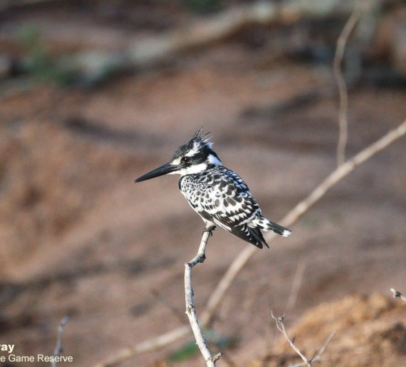 28Louise Murray King Fisher 21042020 4 Final