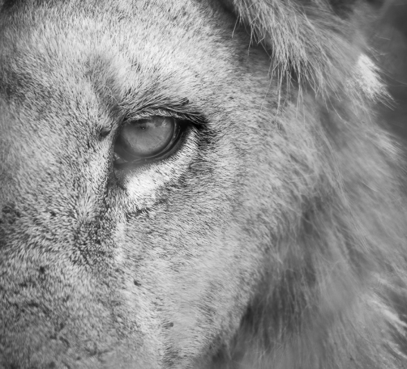 05Ally Ross 20210225 Nwas Male 01 FINAL