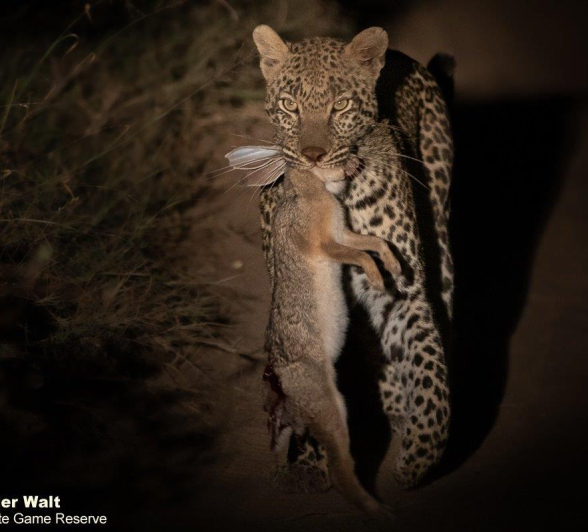 21Tyron Van Der Walt Leopard 100521 1 Final