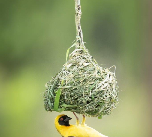 A17Tyron Van Der Walt Masked Weaver 141121 Portrait  Final