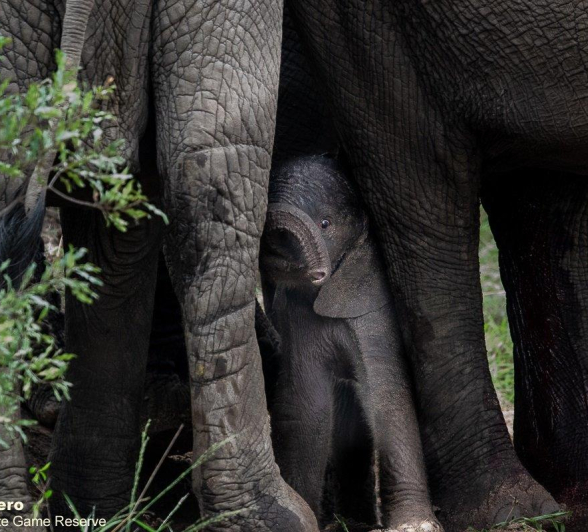 B06ronald Mutero Elephant 27112021 7 Final