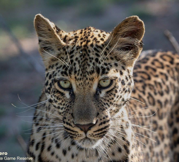 A24ronald Mutero Ntsumi Cub 19012022 Final