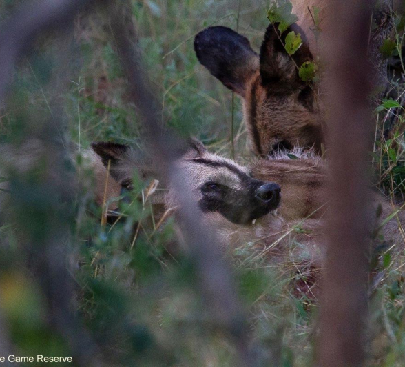 A03Amy Leigh African Wild Dog 2 190322 Edit Final A03Amy Leigh African Wild Dog 2 190322 Edit Final