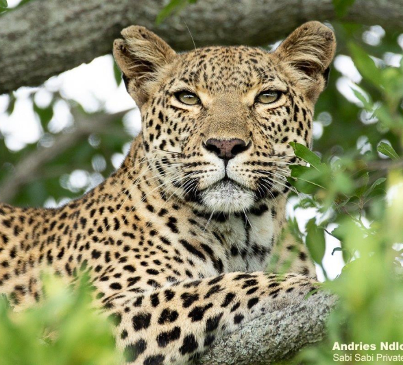 B03andries Leopard.kigelia 5 Final B03andries Leopard.kigelia 5 Final