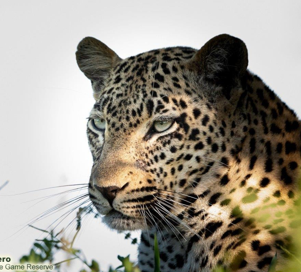 A36ronald Mutero Tengile Female 09012023 2 Final