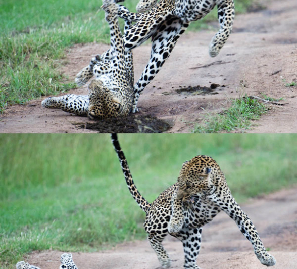Leopard Mating Sequence1 Leopard Mating Sequence1
