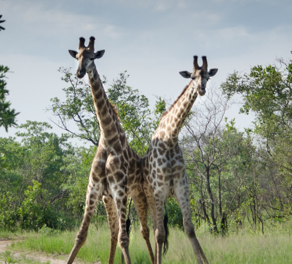 Steve Giraffe 2 Steve Giraffe 2