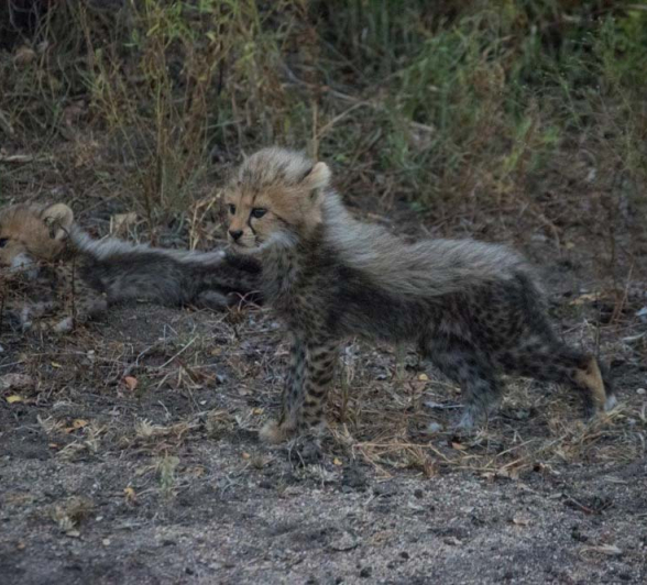 06Courtney Dalziel Cheetah Cubs 1 06Courtney Dalziel Cheetah Cubs 1