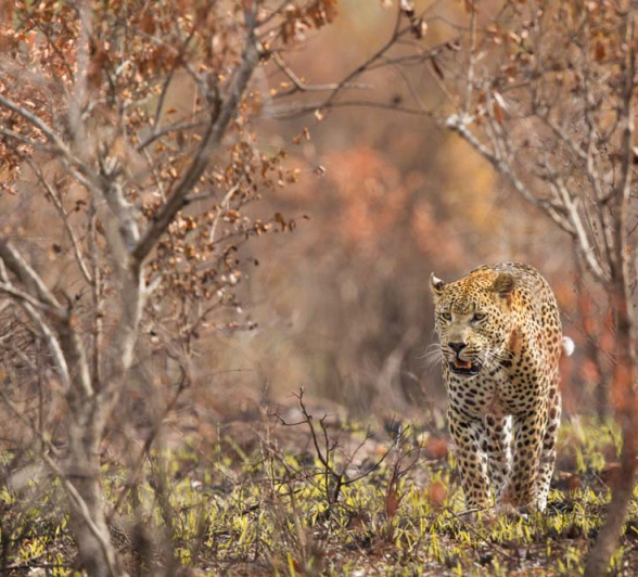 Pravir Patel Maxabeni 2 Pravir Patel Maxabeni 2