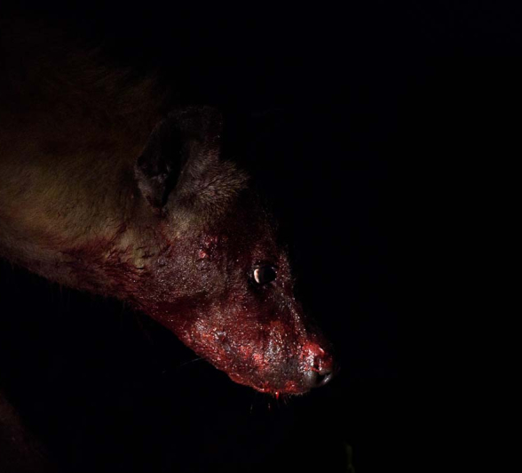 Mike Palmer Hyena Bamba 270815 3 Mike Palmer Hyena Bamba 270815 3