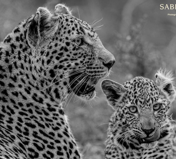 17Pravir Patel Nottins And Cub Final 17Pravir Patel Nottins And Cub Final