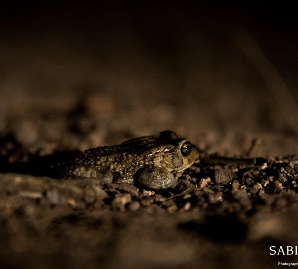 05Sheldon Hooper Raucus Toad Final