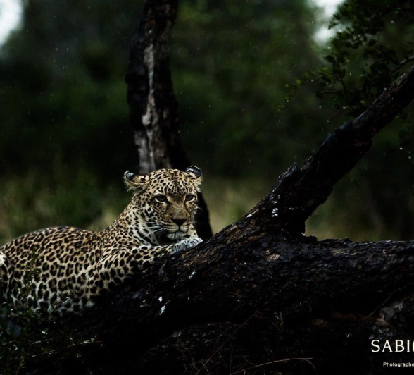 16Sheldon Hooper LBC Cub 14 05 17 3 Final