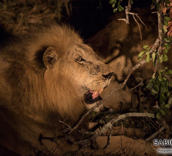 20Franscois Rosslee Majingilane Final